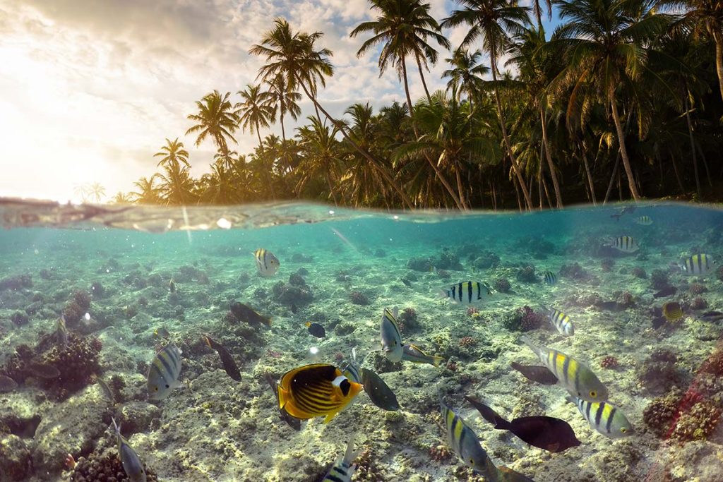 Arrecife y peces tropicales en las Islas del Rosario